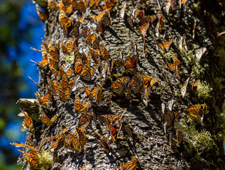 Fototapeta premium Monarch butterflies perform annual migrations across America which have been called one of the most spectacular natural phenomena in the world. Starting in September and October they fly to Mexico.