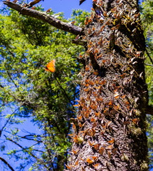 Naklejka premium Monarch butterflies perform annual migrations across America which have been called one of the most spectacular natural phenomena in the world. Starting in September and October they fly to Mexico.