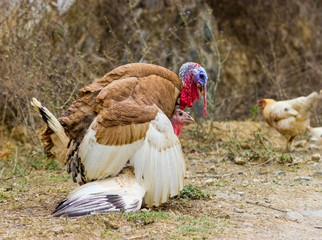 The turkey is a large bird , which is native to the Americas. One species, is native to the forests of North America, from Mexico, throughout the midwest and eastern United States, and into Canada.