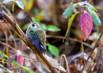 The white-eared hummingbird, is a small hummingbird. It is nine to ten centimeters long, and weighs approximately three grams. Adults are colored predominantly green on their upperparts and breast.