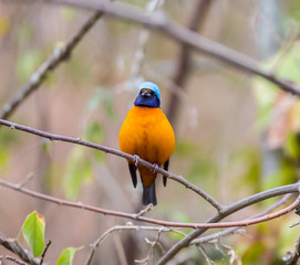 The elegant or blue-hooded euphonia is a species of bird in the Fringillidae family. It is found in Belize, Costa Rica, El Salvador, Guatemala, Honduras, Mexico, Nicaragua, and Panama.
