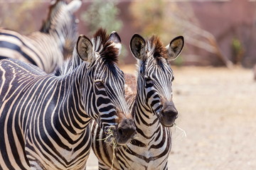 Naklejka premium The plains zebra is the most common, and has or had about six subspecies distributed across much of southern and eastern Africa. Each animal stripes are unique as fingerprints, none are exactly alike