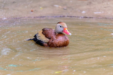 The whistling ducks or tree ducks are a subfamily, of the duck, goose and swan family of birds....