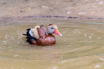 The whistling ducks or tree ducks are a subfamily, of the duck, goose and swan family of birds. They are not true ducks.