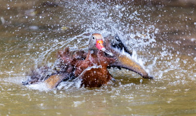 The whistling ducks or tree ducks are a subfamily, of the duck, goose and swan family of birds....
