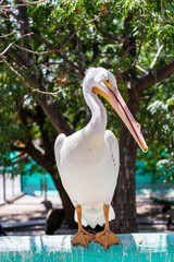 One of the largest North American birds, the American White Pelican is majestic in the air. The birds soar with incredible steadiness on broad, white-and-black wings.