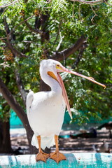 One of the largest North American birds, the American White Pelican is majestic in the air. The birds soar with incredible steadiness on broad, white-and-black wings.