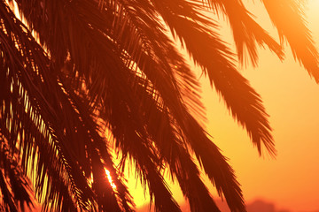 Palm leaves at sunset