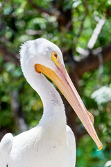 One of the largest North American birds, the American White Pelican is majestic in the air. The birds soar with incredible steadiness on broad, white-and-black wings.