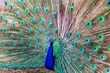 Fotobehang Commonly called the peacock. The Indian peafowl or blue peafowl, a large and brightly coloured bird, is a species of peafowl native to South Asia, but introduced in many other parts of the world. © Hummingbird Art