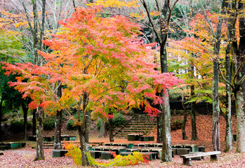 公園の紅葉