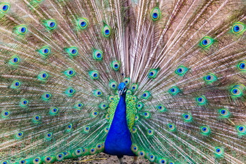 Obraz premium Commonly called the peacock. The Indian peafowl or blue peafowl, a large and brightly coloured bird, is a species of peafowl native to South Asia, but introduced in many other parts of the world.
