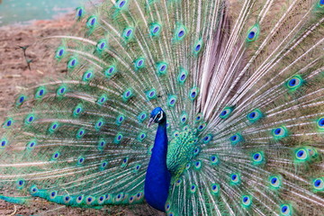 Naklejka premium Commonly called the peacock. The Indian peafowl or blue peafowl, a large and brightly coloured bird, is a species of peafowl native to South Asia, but introduced in many other parts of the world.
