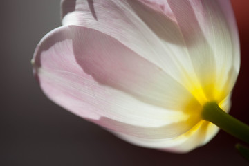 Fototapeta na wymiar backlit tulip