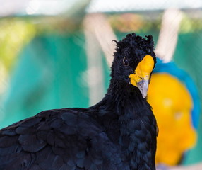 The bare-faced curassow is a large bird. The sexes differ in appearance. The male has black upper parts faintly glossed with greenish-olive, with an unfeathered face with yellowish bare skin.
