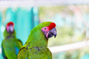 The military macaw is a large parrot and is medium-sized. Though considered vulnerable as a wild species, it is still commonly found in the pet trade industry. It is found in the forests of Mexico. 