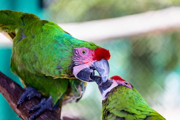 The military macaw is a large parrot and is medium-sized. Though considered vulnerable as a wild species, it is still commonly found in the pet trade industry. It is found in the forests of Mexico. 