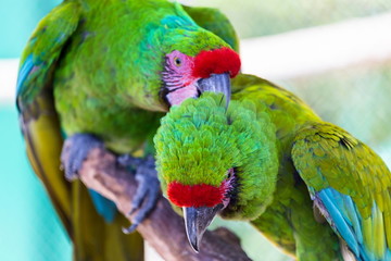 The military macaw is a large parrot and is medium-sized. Though considered vulnerable as a wild species, it is still commonly found in the pet trade industry. It is found in the forests of Mexico. 