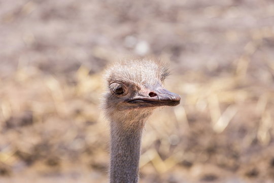 The ostrich or common ostrich is either one or two species of large flightless birds native to Africa, the only living member of the genus Struthio, which is in the ratite family.