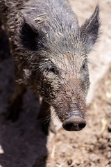 They're hairy, stinky, and downright adorable! Meet the Javelina, Sedona's famous pig-like desert dweller. Otherwise known as the Collared Peccary, the Javelina is one of three species of New World.