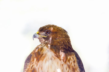 The red-tailed hawk is a bird of prey, one of three species colloquially known in the United States as the chickenhawk, though it rarely preys on standard sized chickens.