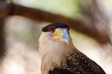 A tropical version of a vulture, the Crested Caracara reaches the United States only in Arizona, Texas, and Florida. It is a bird of open country, where it often is seen at carrion with vultures. 