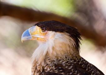 A tropical version of a vulture, the Crested Caracara reaches the United States only in Arizona, Texas, and Florida. It is a bird of open country, where it often is seen at carrion with vultures. 