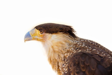 A tropical version of a vulture, the Crested Caracara reaches the United States only in Arizona, Texas, and Florida. It is a bird of open country, where it often is seen at carrion with vultures. 