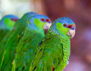 The lilac-crowned amazon is a parrot endemic to the Pacific slopes of Mexico. Also known as Finsch's amazon, the parrot is characterized by green plumage, a maroon forehead, and violet-blue crown.