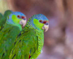 The lilac-crowned amazon is a parrot endemic to the Pacific slopes of Mexico. Also known as Finsch's amazon, the parrot is characterized by green plumage, a maroon forehead, and violet-blue crown.