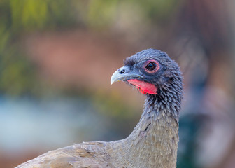 Chachalacas are mainly brown galliform birds from the genus Ortalis. These birds are found in wooded habitats in far southern United States, Mexico, and Central and South America.