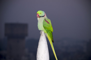 The Indian parrot annulate sits on a building spike
