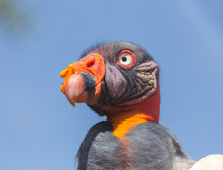 King Vulture, a very highly colored bird.