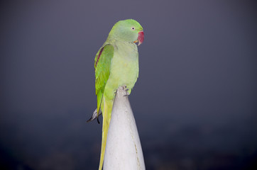 The Indian parrot annulate sits on a building spike
