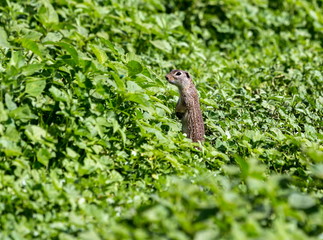 Obraz premium The Mexican ground squirrel is a species of rodent in the family Sciuridae. It is found in Mexico and the United States.