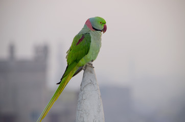 The Indian parrot annulate sits on a building spike
