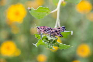 Bright green grasshoppers are found in abundance in the grasslands of Mexico. They are also collected and  are commonly eaten in certain areas of Mexico.
