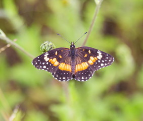 Bordered Patch butterfly in central Mexico. Orange and brown butterfly of Mexico. Butterfly's of the world.