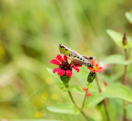 Bright green grasshoppers are found in abundance in the grasslands of Mexico. They are also collected and  are commonly eaten in certain areas of Mexico.