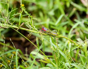 The bicolor, also known as the rainbow , painted, or the barber pole grasshopper, is a species of insect. It is native to North America and northern Mexico.
