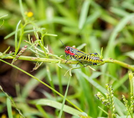 The bicolor, also known as the rainbow , painted, or the barber pole grasshopper, is a species of insect. It is native to North America and northern Mexico.