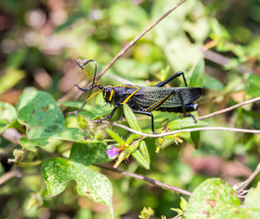 The western horse lubber grasshopper is a relatively large grasshopper species of the grasshopper  family found in the arid lower Sonoran life zone of the southwestern United States and  Mexico.