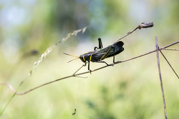 The western horse lubber grasshopper is a relatively large grasshopper species of the grasshopper  family found in the arid lower Sonoran life zone of the southwestern United States and  Mexico.