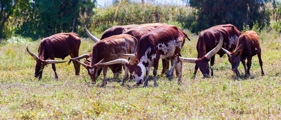 The Texas Longhorn is a breed of cattle known for its characteristic horns, which can extend to over nearly six feet tip to tip for bulls, and  tip to tip for steers and exceptional cows.