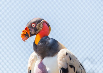 The king vulture is a large bird found in Central and South America. It is a member of the New World vulture family. This vulture lives predominantly in tropical lowland forests in southern Mexico - 131904951