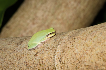 This is a photo of one kind of polypedatid, was taken in XiaMen botanical garden, China.