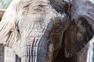 Once common throughout Africa and Asia, elephant numbers were severely depleted during the twentieth century, largely due to the massive ivory trade. 