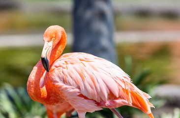 Flamingos or flamingoes are a type of wading bird. These shots were taken in Mexico where they can be seen wading and sifting through the water feeding on shrimps and other insects.