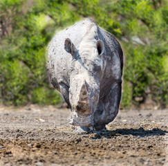 Obraz premium Both black and white rhinoceroses are actually gray. They are different not in color but in lip shape. The black rhino has a pointed upper lip, while its white relative has a squared lip.