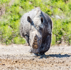Obraz premium Both black and white rhinoceroses are actually gray. They are different not in color but in lip shape. The black rhino has a pointed upper lip, while its white relative has a squared lip.